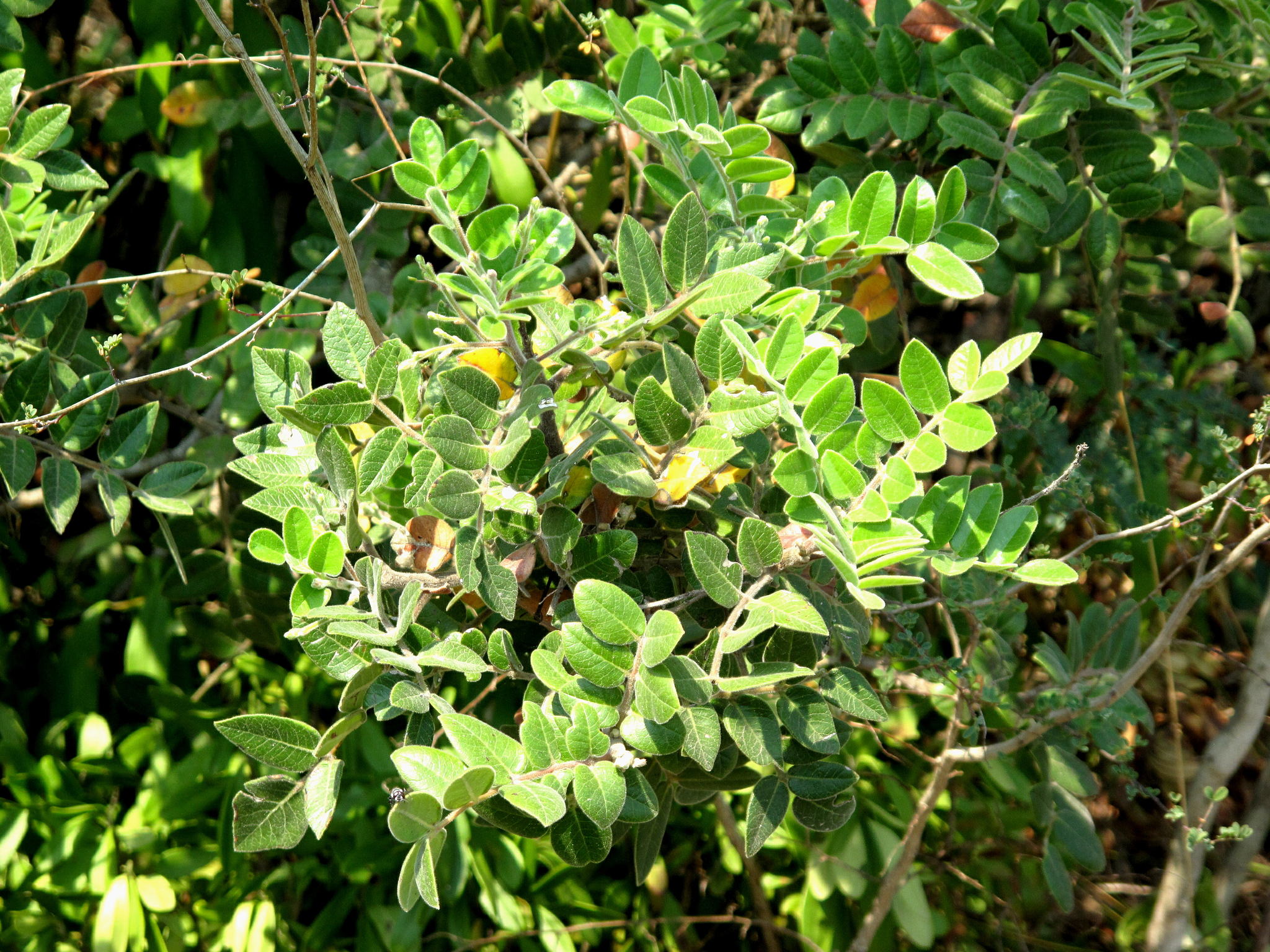 Rhus pachyrrhachis